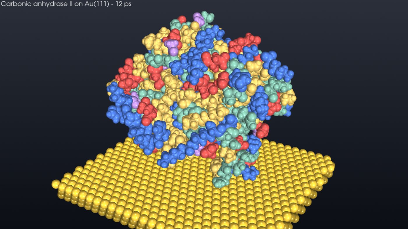Carbonic anhydrase II on Au(111) after a short OpenMM run